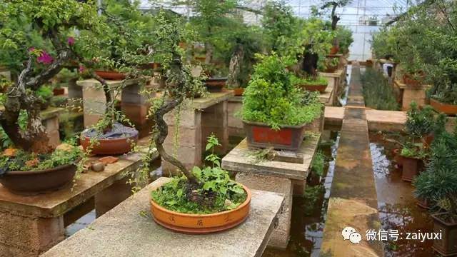 2010年通海县盆景协会成立以来 已有会员100余人