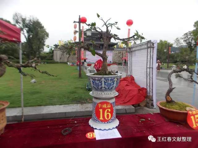2017徽州百工徽派盆景制作技能大赛