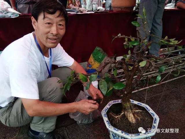 2017徽州百工徽派盆景制作技能大赛