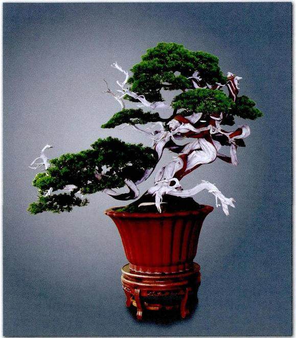 关山先生近期真柏盆景新作《飞天》