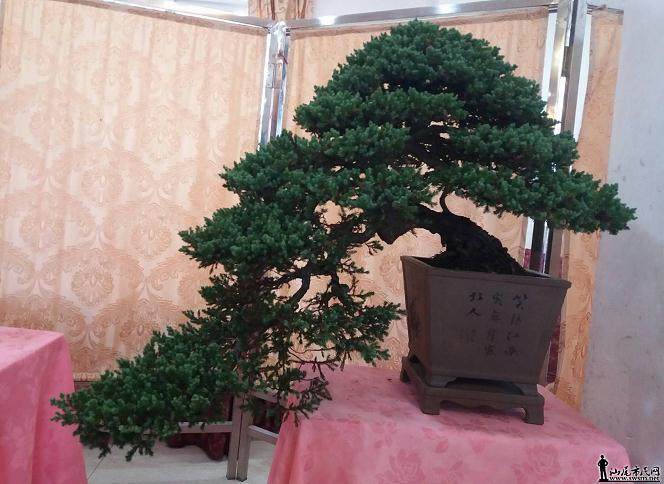 中国唐苑有盆景万余盆 苑内奇石林立