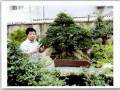 天门盆景艺术家罗世鸿先生