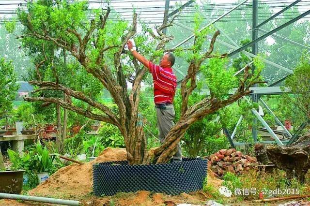 1985年在外地观看过一次盆景展之后,便开始喜欢上了盆景