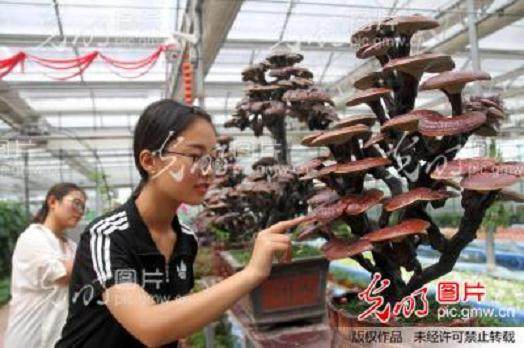 在山东博华高效生态农业公司 两名员工正在制作灵芝盆景