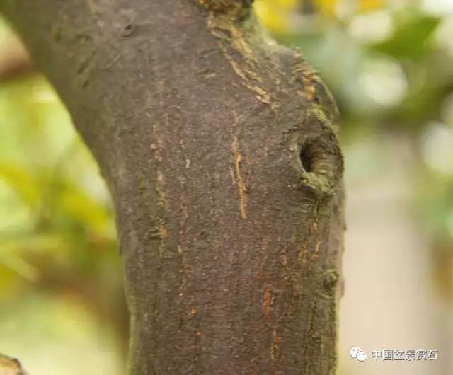 图解 山桔盆景怎么造型养护的7个过程