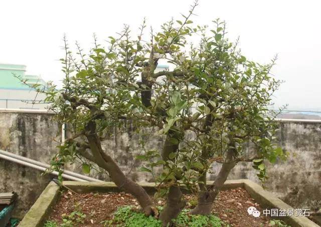 图解 山桔盆景怎么造型养护的7个过程