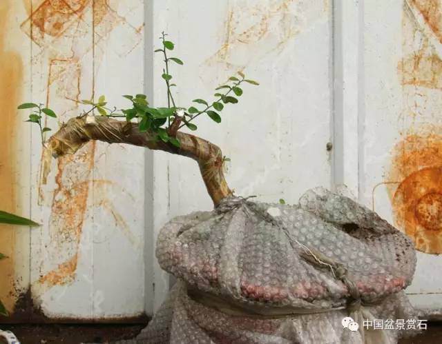干货!手把手教你山桔盆景的造型与养护