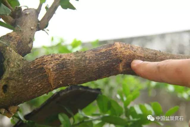 图解 山桔盆景怎么造型养护的7个过程