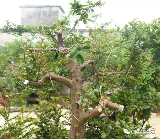 图解 山桔盆景怎么造型养护的7个过程