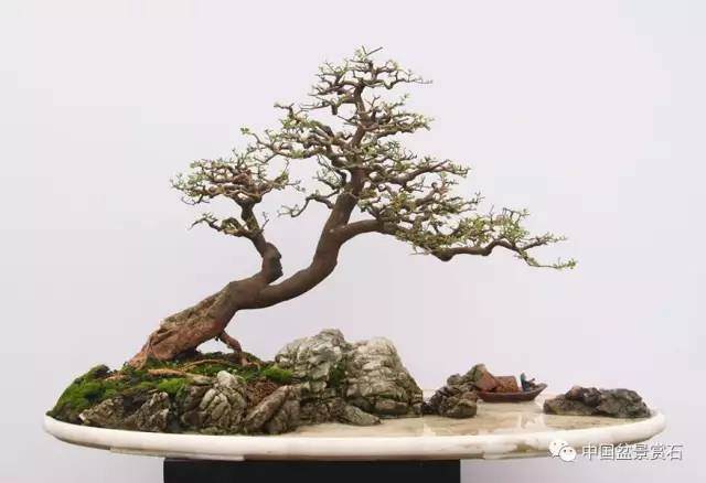 图解 山桔盆景怎么造型养护的7个过程