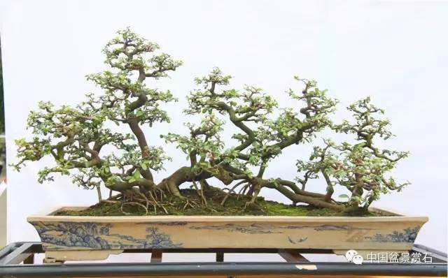 图解 山桔盆景怎么造型养护的7个过程