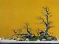 民族的才是世界的-赵庆泉盆景艺术中的文化