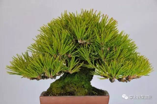 秋季——盆景施肥正当时