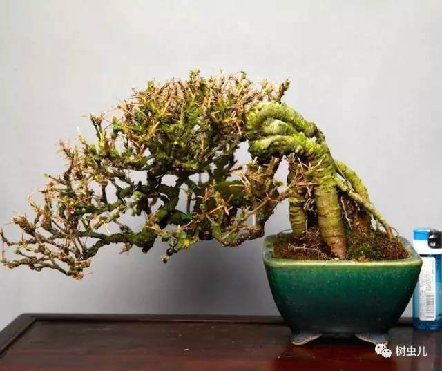 秋季盆景的养护和注意事项