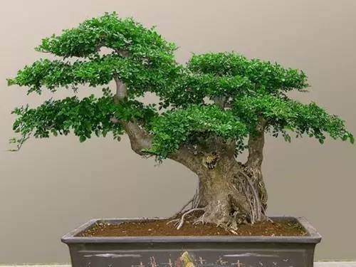 初学盆景:五美姿盆景七方法