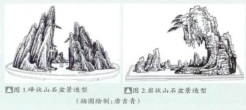 雀梅桩材正确的采挖要点 才能培养出优良的雀梅盆景