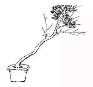 下面我们以图片的方式学习文人树盆景的成型过程