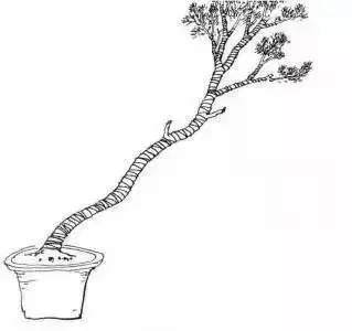 下面我们以图片的方式学习文人树盆景的成型过程