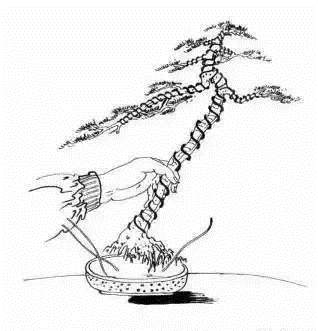 下面我们以图片的方式学习文人树盆景的成型过程