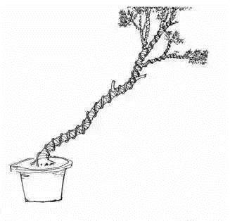 下面我们以图片的方式学习文人树盆景的成型过程