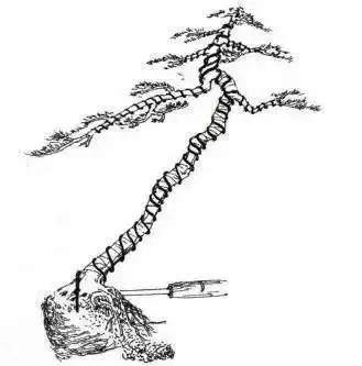 下面我们以图片的方式学习文人树盆景的成型过程