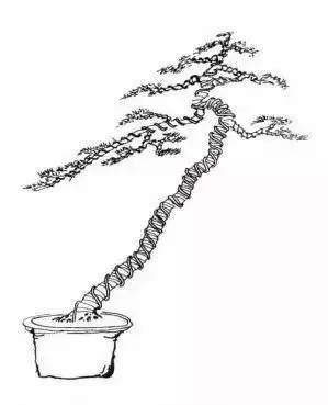 下面我们以图片的方式学习文人树盆景的成型过程