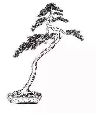 下面我们以图片的方式学习文人树盆景的成型过程