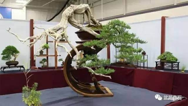 盆景制作的&ldquo;有法&rdquo;与&ldquo;无法&rdquo;