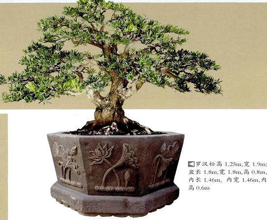 百万购置一棵罗汉松盆景或庭院树已经屡见不鲜