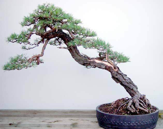 文人树盆景有特定的艺术形式吗?制作时应该如何去把握?