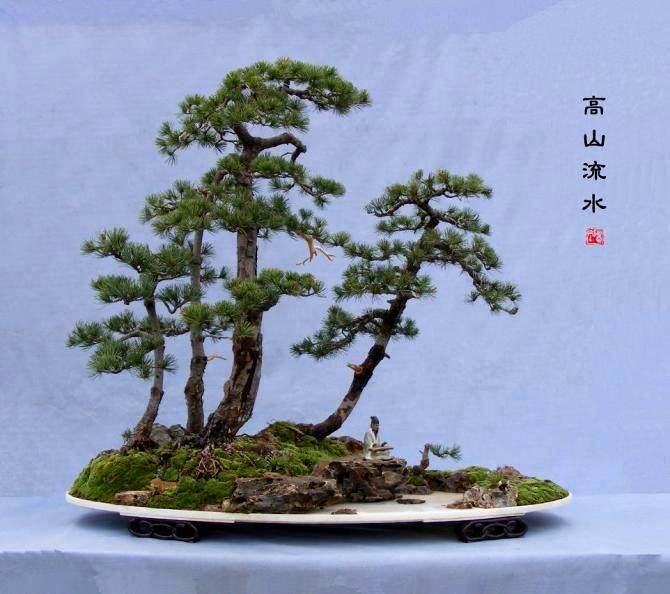 文人树盆景制作上的理念是怎么定位的？