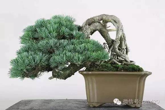 露根是树桩盆景在制作过程中的一项重要工作