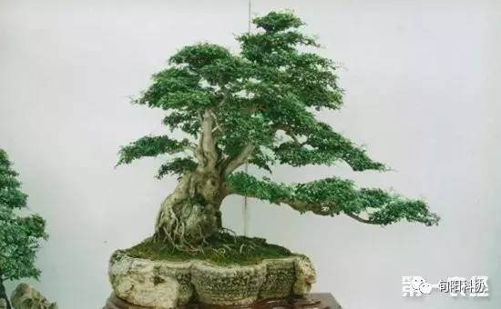 榕树盆景常见造型怎么造型的5个要领