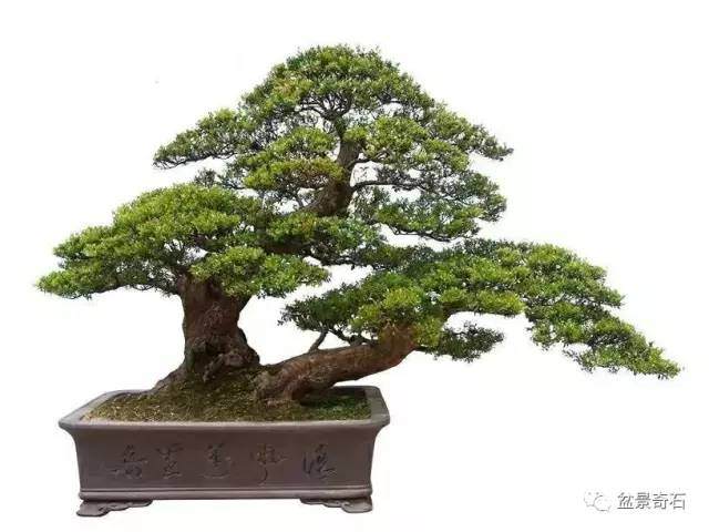 从《笑傲江湖》谈盆景审美物质的把握和运用