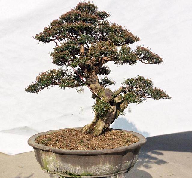 赤楠盆景养护技术--二十年养护心得