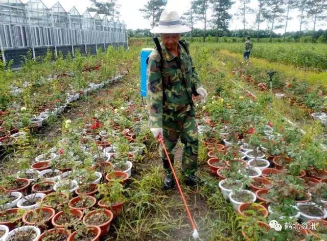 走进园林处盆景苹果摆放基地 八千盆果树枝繁叶茂
