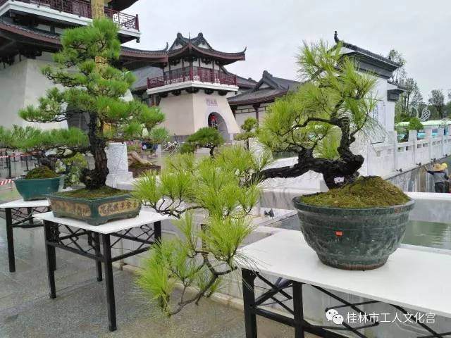 2017年8月27日 桂林盆景根艺奇石协会应邀参加第十届