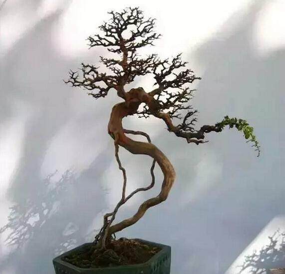 文人树则是树木盆景中一个具有文人情趣的造型风格