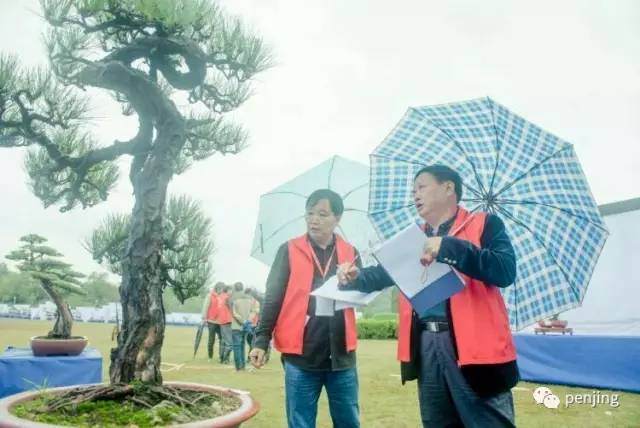 芮新华谈山水盆景发展现状及发展方向