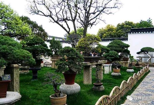 领略苏派盆景代表拙政园盆景的风骚
