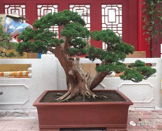 9月1日开幕银川花博会上的一些盆景