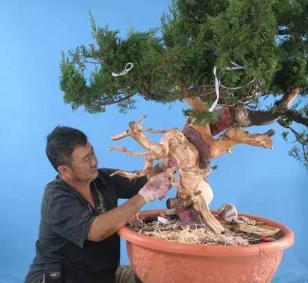 第四届中国风盆景展邀请嘉宾—— 张荣业