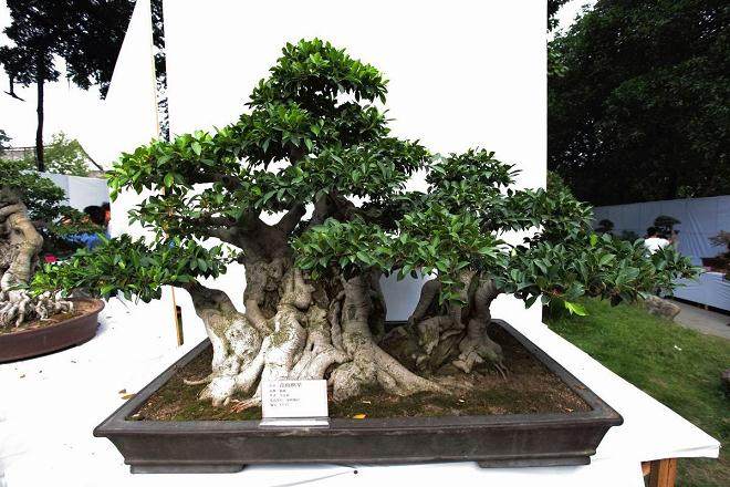 泉州：永春县举办首届盆景技艺交流会