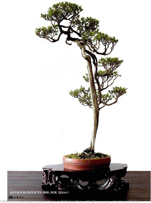 只要能体现出文人艺术精神的盆景都可称作文人盆景