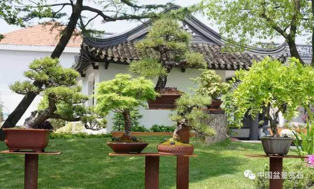 一个意大利人的中国盆景学堂