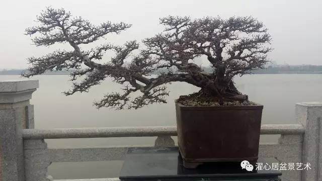 岭南盆景制作谈(四)——岭南盆景的截干蓄枝