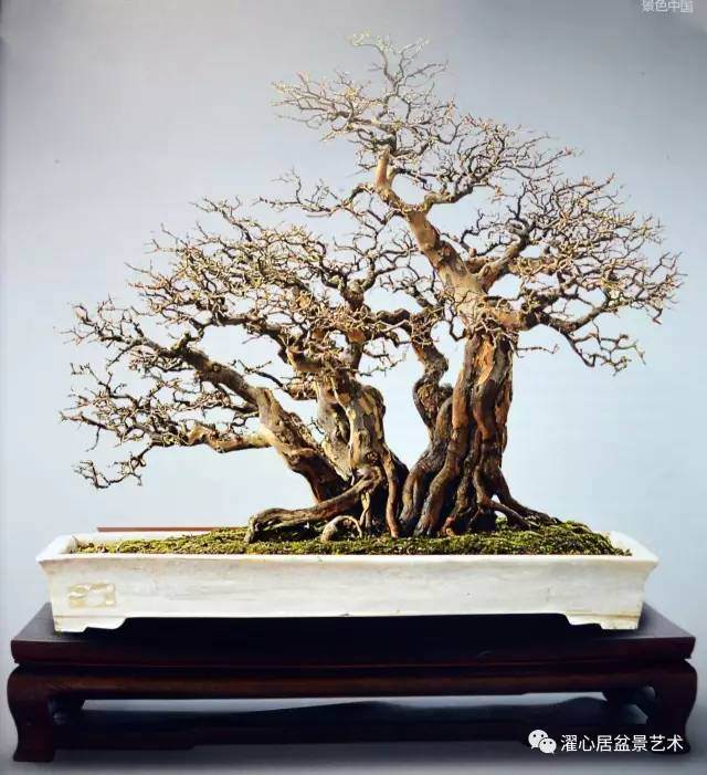 岭南盆景制作谈(四)——岭南盆景的截干蓄枝