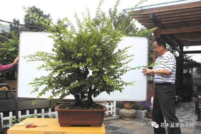 技巧｜雀梅盆景的保型修剪