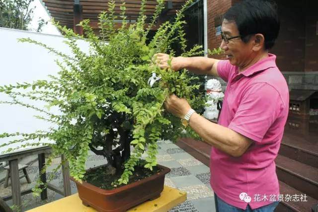 技巧｜雀梅盆景的保型修剪