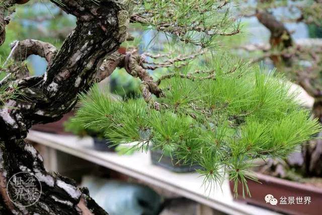 韩国盆景的整容术